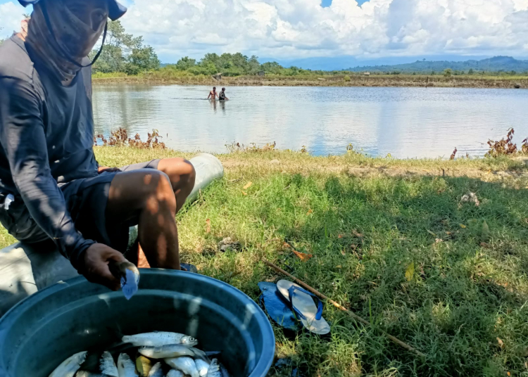 Panen Ikan Bandeng di lokasi eks Tambak Udnag milik BSS. (Foto: OM